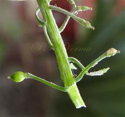  Pistils and Fruits